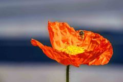 DSC_6576_204820