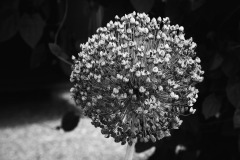 SW-F_2301_395305-Vielfalt-Nanzer_Annelis-BR