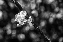 SW-F_2301_452005-Bluete-Kuonen_Anny-BR