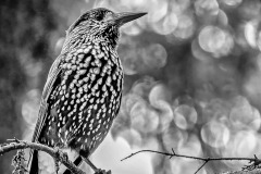 SW-F_2301_859105-Tannenhaeher-Seematter_Beat-BR