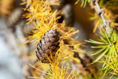 DI-F_2401_140605-Zapfen-Nanzer_Annelis-BR_