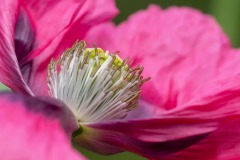 DI-F_2401_353105-Bluetenzauber-Nanzer_Annelis-BR