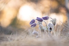DI-F_2401_478905-Kuechenschelle-Eyer_Tamara-BR