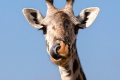 DI-P_2401_203005-Giraffe_1-DAndrea_Valeria-BR