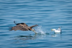 DI-P_2401_265505-Futterklau-Kalbermatten_Hugo-BR