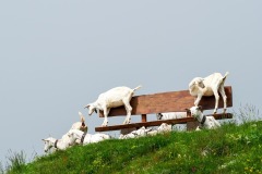 DI-P_2401_269305-Neugierig-Nanzer_Annelis-BR