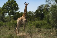 DI-P_2401_650505-Giraffe_2-Kuonen_Oliver-BR