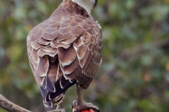DI-P_2401_759905-Bird_and_Fish-Sermier_Richard-BR