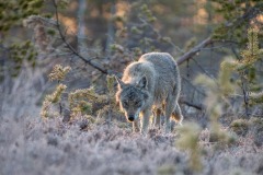 DI-P_2401_759905-Wolf-Kalbermatten_Hugo-BR-Silber