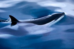 DI-P_2401_775505-Orca-Eyer_Yvette-BR