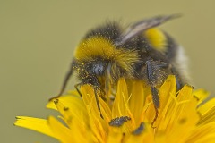 DI-P_2401_938105-Hummel-Zumkehr_Reinhard-BR