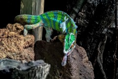 DI-P_2401_972605-Chamaeleon-Kuonen_Anny-BR