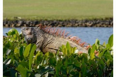 DI-P_2401_974605-Leguan_in_Miami-Blatter_Christoph-BR