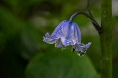 FB-F_2401_254405-Hasengloeckchen-Kuonen_Anny-BR