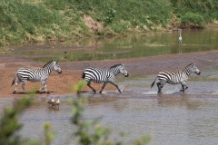 FB-P_2401_414205-Zebras-DAndrea_Valeria-BR