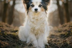 FB-P_2401_552905-Papillon-Eyer_Tamara-BR