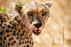 FB-P_2401_686605-Gepard-Bregy_Claudia-BR