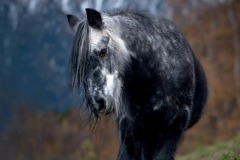 FB-P_2401_702205-Bergpony-Eyer_Tamara-BR