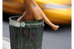 FB-P_2401_729505-New_York-Blatter_Christoph-BR