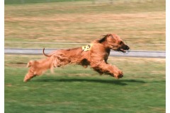 FB-P_2401_733505-Windhund_Afghan-Blatter_Christoph-BR