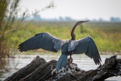 FB-P_2401_855505-Schlangenhalsvogel-Heinzen_Stephan-BR