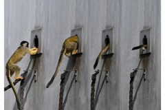 FB-P_2401_866005-Affe-Blatter_Christoph-BR