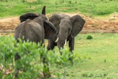 FB-P_2401_952605-Elephanten-Kuonen_Oliver-BR