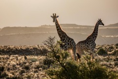 FB-P_2401_999705-Giraffen-Heinzen_Stephan-BR
