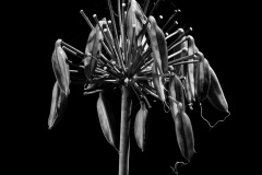 SW-F_2401_658405-Filigran-Nanzer_Annelis-BR