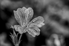 SW-F_2401_795305-Storchschnabel-Kuonen_Anny-BR