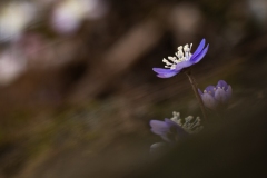 DI-P_2501_440905-Leberblume-Eyer_Tamara-BR
