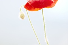 FB-F_2501_668905-Mohn-Ritz_Rolf-BR