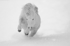 SW-P_2501_807705-Power_Pony-Eyer_Tamara-BR