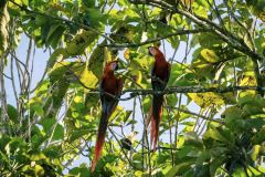 Corcovado-lV-2-von-6