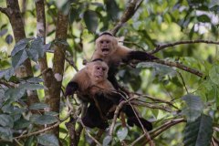 Manuel-Antonio-l-61-von-67