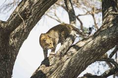 Serengeti-V-8-von-16