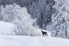 martin_maegli_naturbild-25-von-6