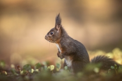 martin_maegli_naturbild-27-von-6