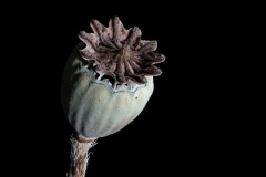 11_Mohn1