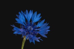2_Kornblume