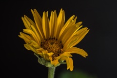 3_Sonnenauge