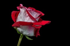 8_Rose