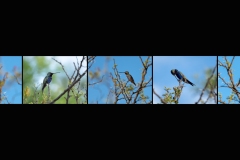BR-XF-LK2-Kolibri-Nanzer_Annelis-0