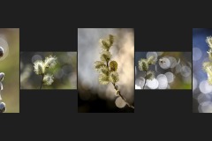BR-XF-LK2-Weidenkaetzchen-Seematter_Beat-0