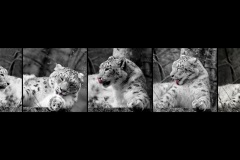 BR-XF-LK3-Katze-Seematter_Beat-0