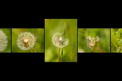 BR-XF-LK3-Pusterblume-Eyer_Yvette-0