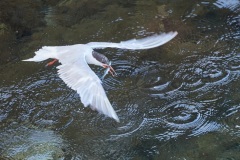 Rolf-Ritz-230904_014b